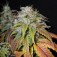 Purchase SWISS CHEESE FEM 5 SEEDS