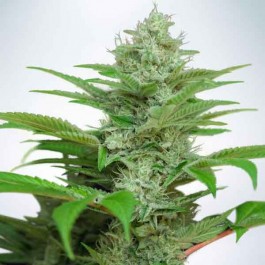 Auto CBD Star - Samsara Seeds - Ministry of Cannabis