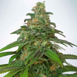 Auto Mandarin Haze - Samsara Seeds - Ministry of Cannabis
