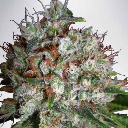 Big Bud XXL - Samsara Seeds - Ministry of Cannabis