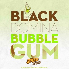 BLACK DOMINA X BUBBLE GUM - Samsara Seeds - Speed Seeds