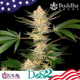 BUDDHA DOSI2 - Samsara Seeds - Buddha Seeds