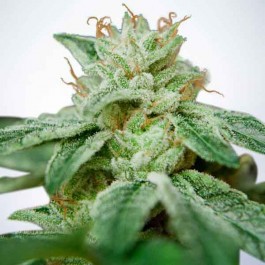 CBD Star - Samsara Seeds - Ministry of Cannabis
