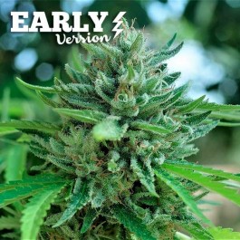 DELICIOUS COOKIES EARLY VERSION - Samsara Seeds - Delicious Seeds