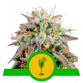 Mimosa Automatic - Samsara Seeds - Royal Queen Seeds