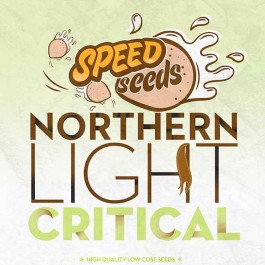 NORTHERN LIGHT X CRITICAL - Samsara Seeds - Speed Seeds