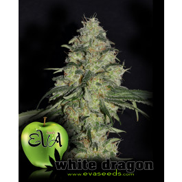 WHITE DRAGON - 9 uds - Samsara Seeds - 