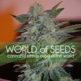 Yumbolt 47 - Samsara Seeds - World of Seeds