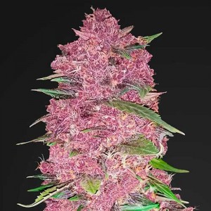 Purple Lemonade Samsara Seeds Root Catalog 5 ☕ cogollo morado o de otros colores. purple lemonade samsara seeds root catalog