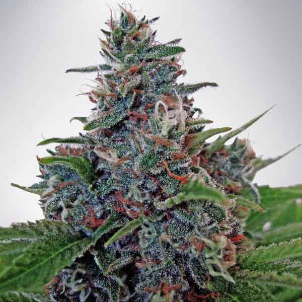 Auto Blue Amnesia - Ministry of Cannabis - Seed Banks