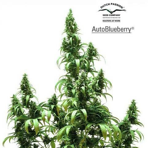 AUTO BLUEBERRY - Dutch Passion - Seed Banks