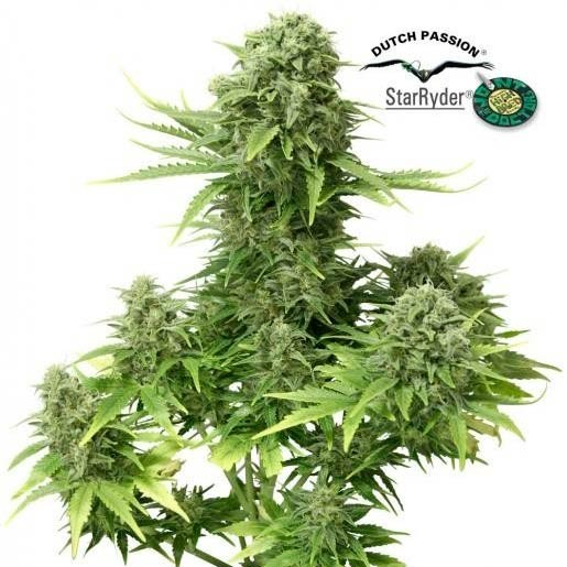 AUTO STAR RYDER  - Dutch Passion - Seed Banks