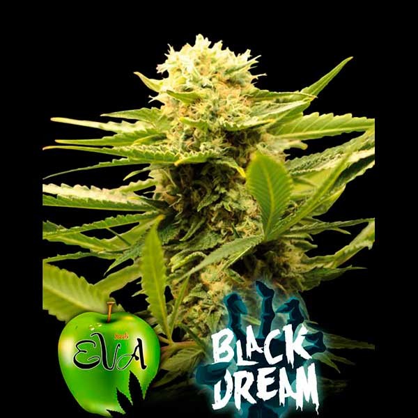 BLACK DREAM - Eva Seeds - Seed Banks