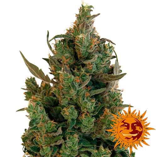 BLUEBERRY CHEESE - Barney's Farm - Seed Banks