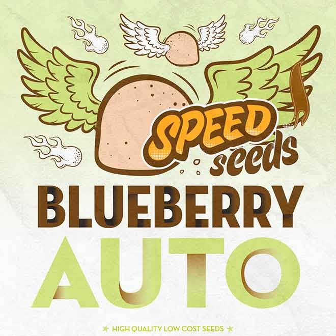 BLUEBERRY AUTO - Speed Seeds - Seed Banks