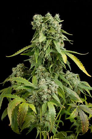 BLUE CHEESE AUTO - 5 uds - Dinafem - Seed Banks