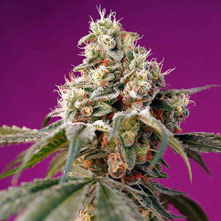 Bruce Banner Auto - Sweet Seeds - Seed Banks
