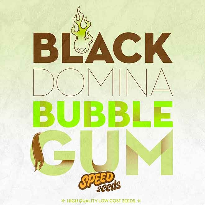 BLACK DOMINA X BUBBLE GUM - Speed Seeds - Seed Banks