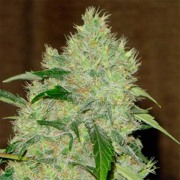Bubble Gum - Serious Seeds - Seed Banks