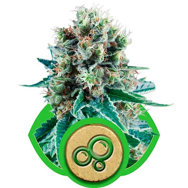 Bubble Kush Automatic - Royal Queen Seeds - Seed Banks