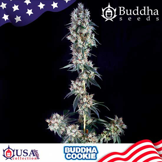 BUDDHA COOKIE - Buddha Seeds - Seed Banks