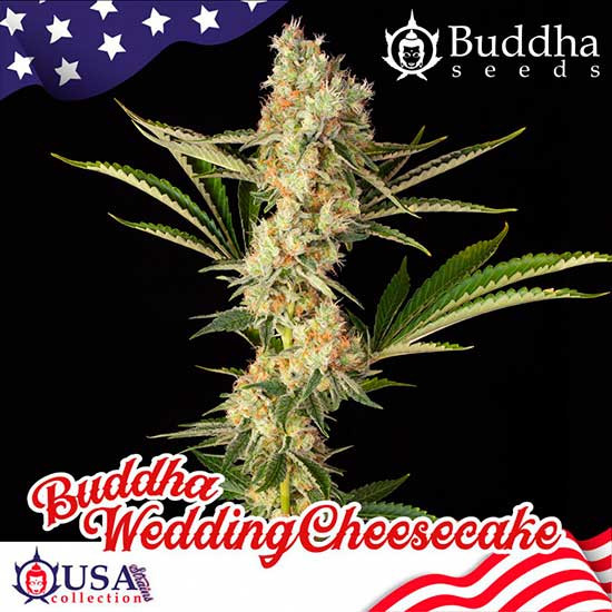 BUDDHA WEDDING CHEESECAKE - Buddha Seeds - Seed Banks