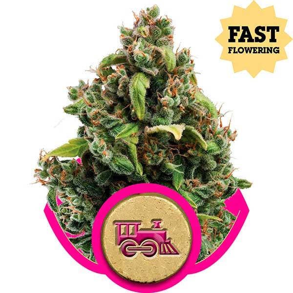 Candy Kush Express (Fast Flowering) - Royal Queen Seeds - Seed Banks