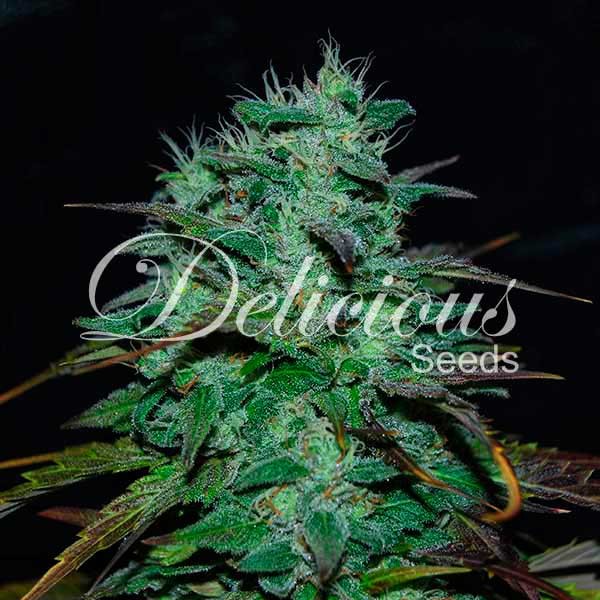 Chocobang - Delicious Seeds - Seed Banks