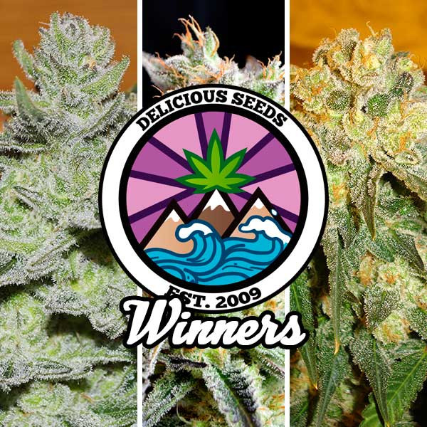 Winners Collection - Delicious Seeds - Seed Banks