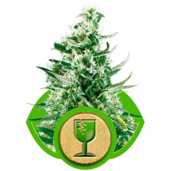 ROYAL CRITICAL AUTOMATIC - Royal Queen Seeds - Seed Banks