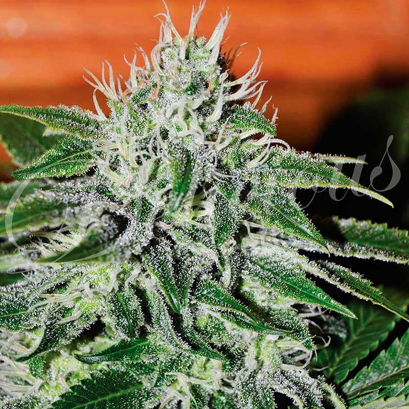 Critical Jack Herer - Delicious Seeds - Seed Banks