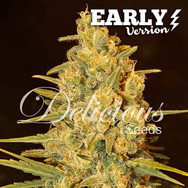 Critical Sensi Star Early Version - Delicious Seeds - Seed Banks