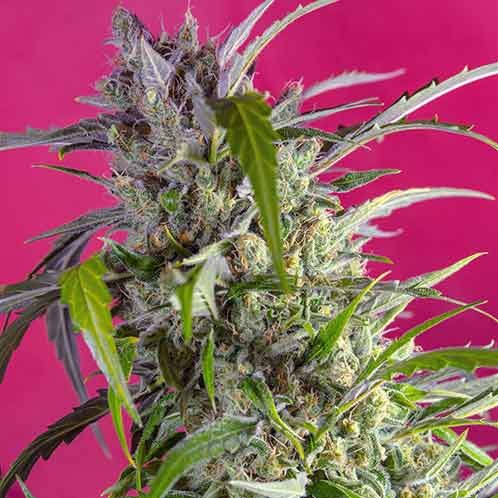 Crystal Candy Auto - Sweet Seeds - Seed Banks