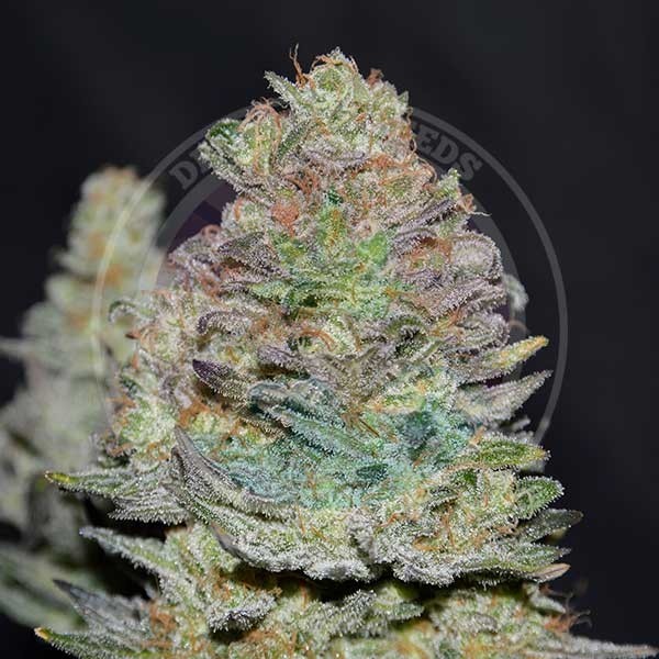 Delicious Cookies Auto - Delicious Seeds - Seed Banks