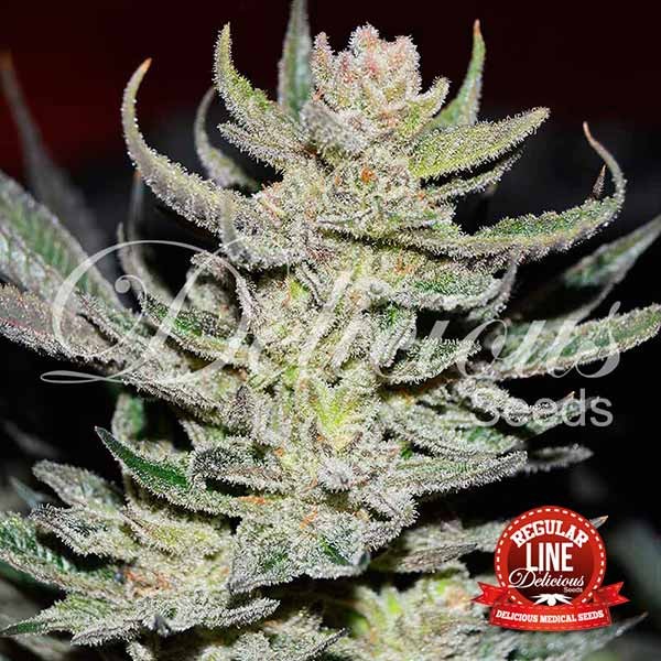 Unknown Kush Regular - Delicious Seeds - Seed Banks