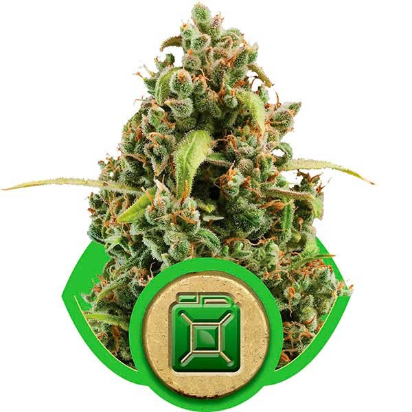 Diesel Automatic - Royal Queen Seeds - Seed Banks