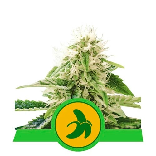 Fat Banana Automatic - Royal Queen Seeds - Seed Banks