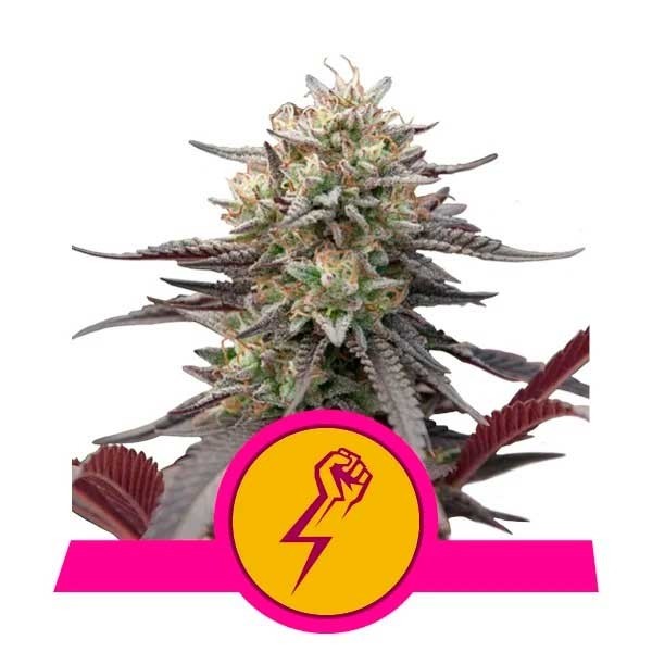 Green Crack Punch - Royal Queen Seeds - Seed Banks