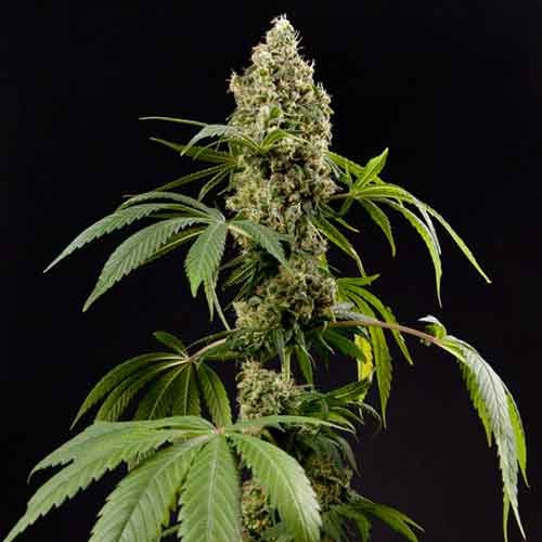 Guava Berry Kush - Philosopher Seeds - Seed Banks