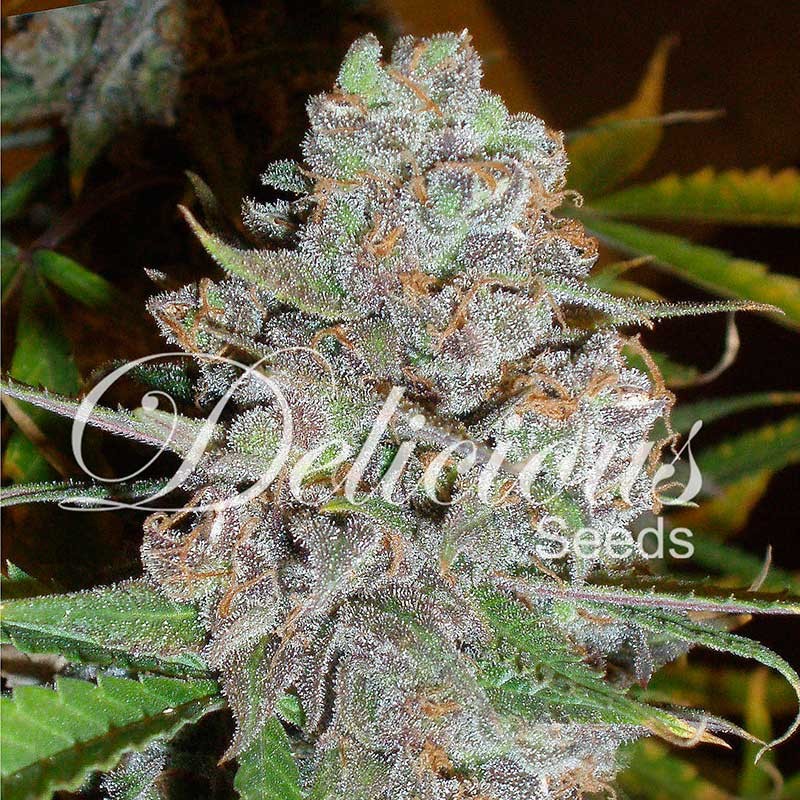 La diva - Delicious Seeds - Seed Banks