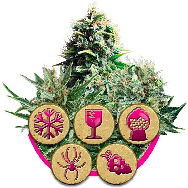 Feminized Mix - Royal Queen Seeds - Seed Banks