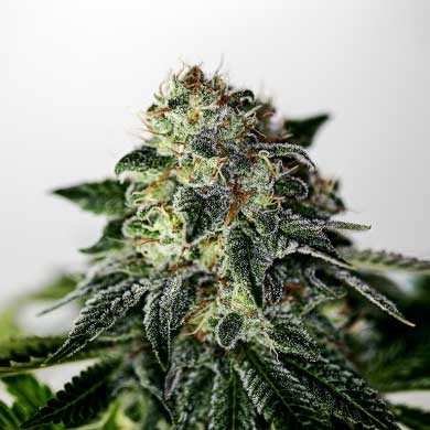 Mystic Cookie Express - 5 seeds - Positronics - Seed Banks