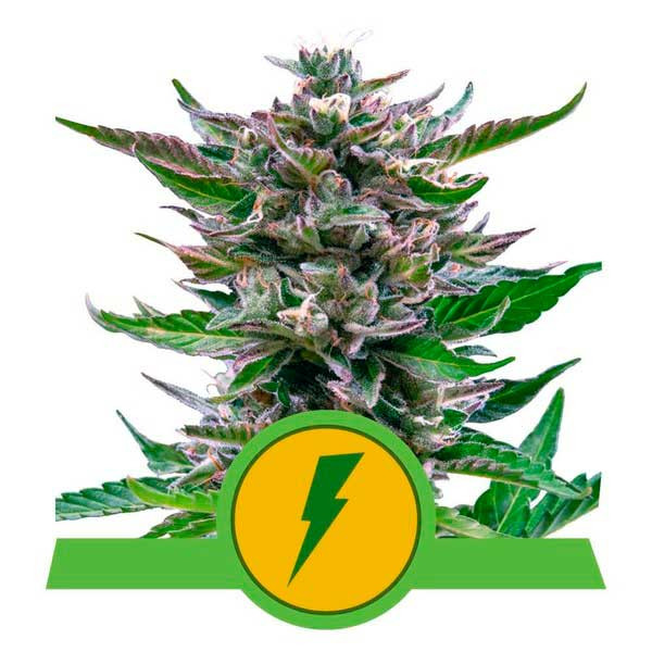 North Thunderfuck Auto - Royal Queen Seeds - Seed Banks