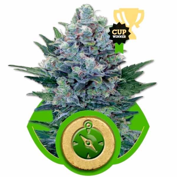 NORTHERN LIGHT AUTO - Royal Queen Seeds - Seed Banks