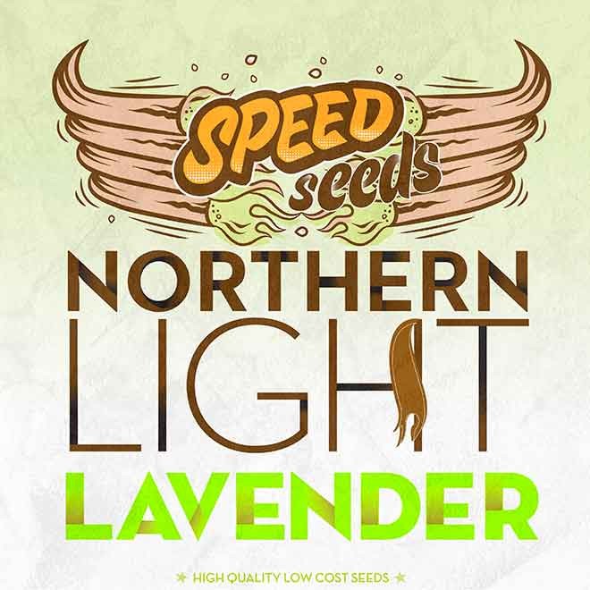 NORTHERN LIGHT X LAVENDER - Speed Seeds - Seed Banks