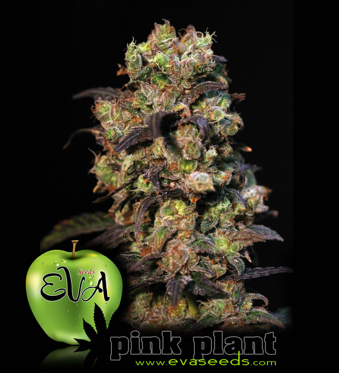 Pink Plant - 9 seeds  - Eva Seeds - Seed Banks