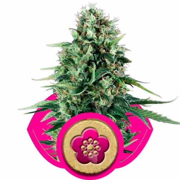 POWER FLOWER - Royal Queen Seeds - Seed Banks