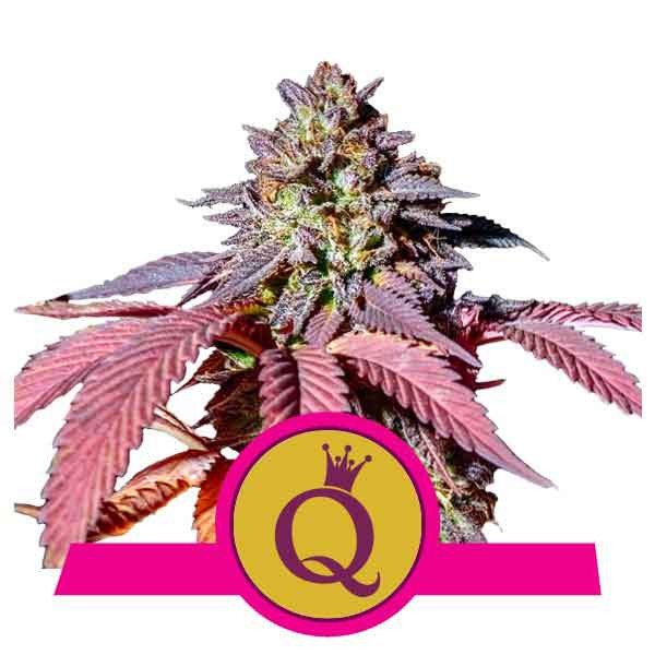 Purple Queen - Royal Queen Seeds - Seed Banks