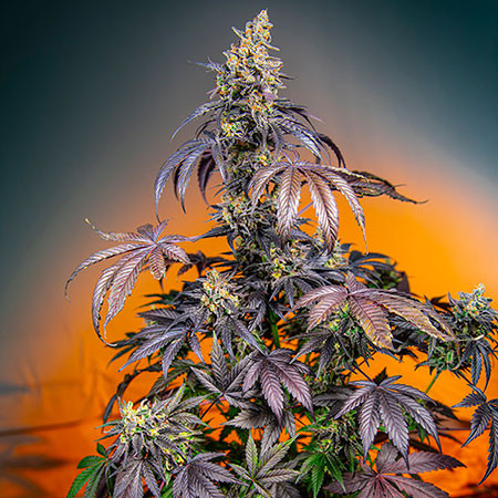 Red Gorilla Girl XL Auto - Sweet Seeds - Seed Banks