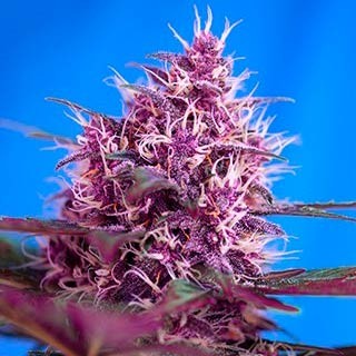 RED POISON AUTO - Sweet Seeds - Seed Banks